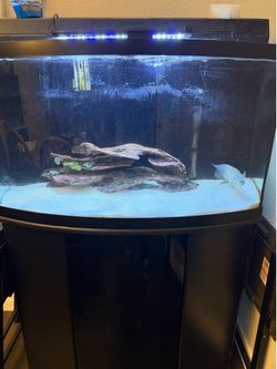 Fish Tank