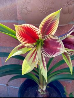 Butterfly amaryllis 5 gallon pot