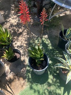 ALOE NOBILIS