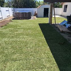 St. Augustine SOD