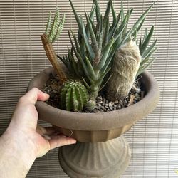 Mixed cactus potted plants