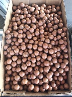 Macadamia Nuts