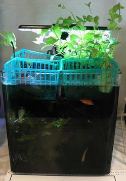 Imaginarium frameless fish tank aquarium aquaponics setup white blue lights