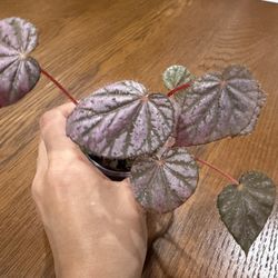 Begonia Passing Storm