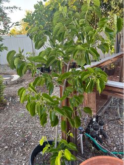 Pakastani Mulberry Tree