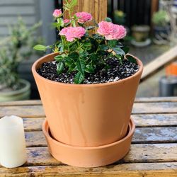 Live outdoor mini rose 🥀 bush plant in a terra cotta planter pot with base included—firm price