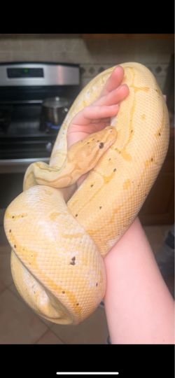 Banana pinstripe ball python