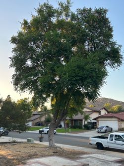 Free Mature Tree. You must dig it out