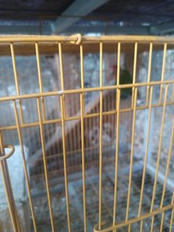 Bird cage