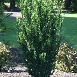 ‘Green Spire’ Euonymus Bushes