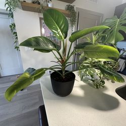 Large Philodendron Plant