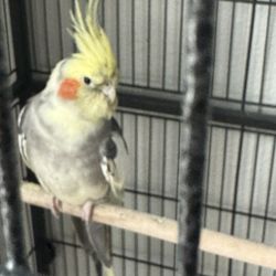 Cage Bird 