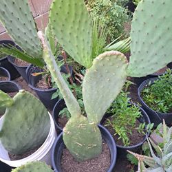 Pencas De Nopal 