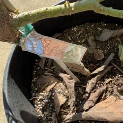 Queen Avocado In 7 Gallon container