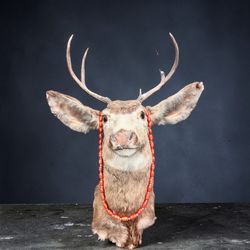 decorative taxidermy whitetail deer head mount