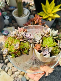 Pair of Mixed Succulent Arrangements in White Ceramic Pots