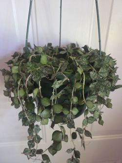 Hoya curtisii 6inch hanging basket