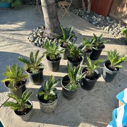 Sago Palms 🌴