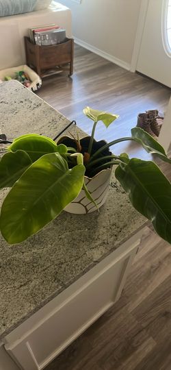Plants (Monstera, philodendrons)
