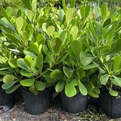 HOME PLANTS- SPECIAL PRICE CLUSIA 3 GL
