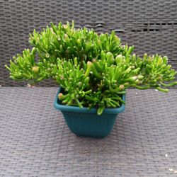 Succulents