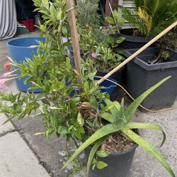 pink madevilla & aloe vera