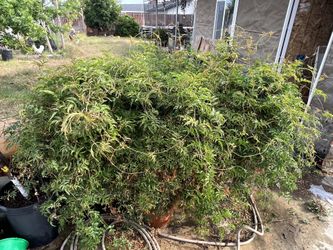 Well Established Jasmine 