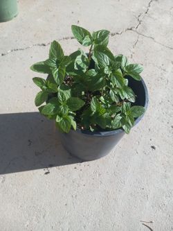 Yerbabuena (Mint)$5