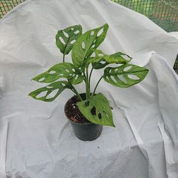 Monstera Adonisii 
