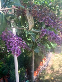 7-8 Ft Butterfly Trees