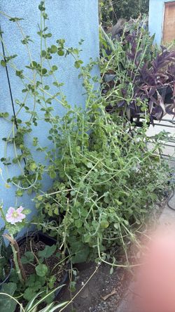 Plantas naturals