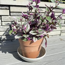 Tradescantias In Pot 