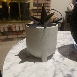 Purple Heart Jew Plant/ceramic Pot