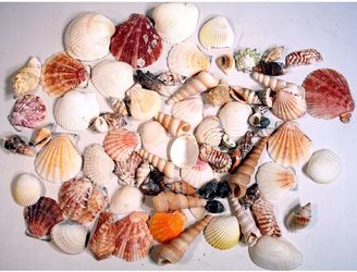 Montessori shelf assorted shells in basket