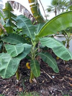 Blue Java Banana Plant