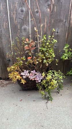 Succulents baskets