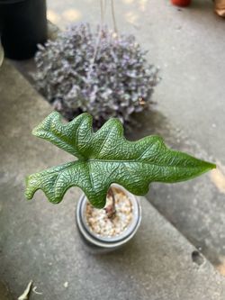 Specialty/rare***big leaf matured-well rooted Alocasia Jacklyn, exact plant; 95820