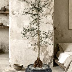 55” Tall Operculicarya Decaryi/ Elephant Tree ( Planter Included)