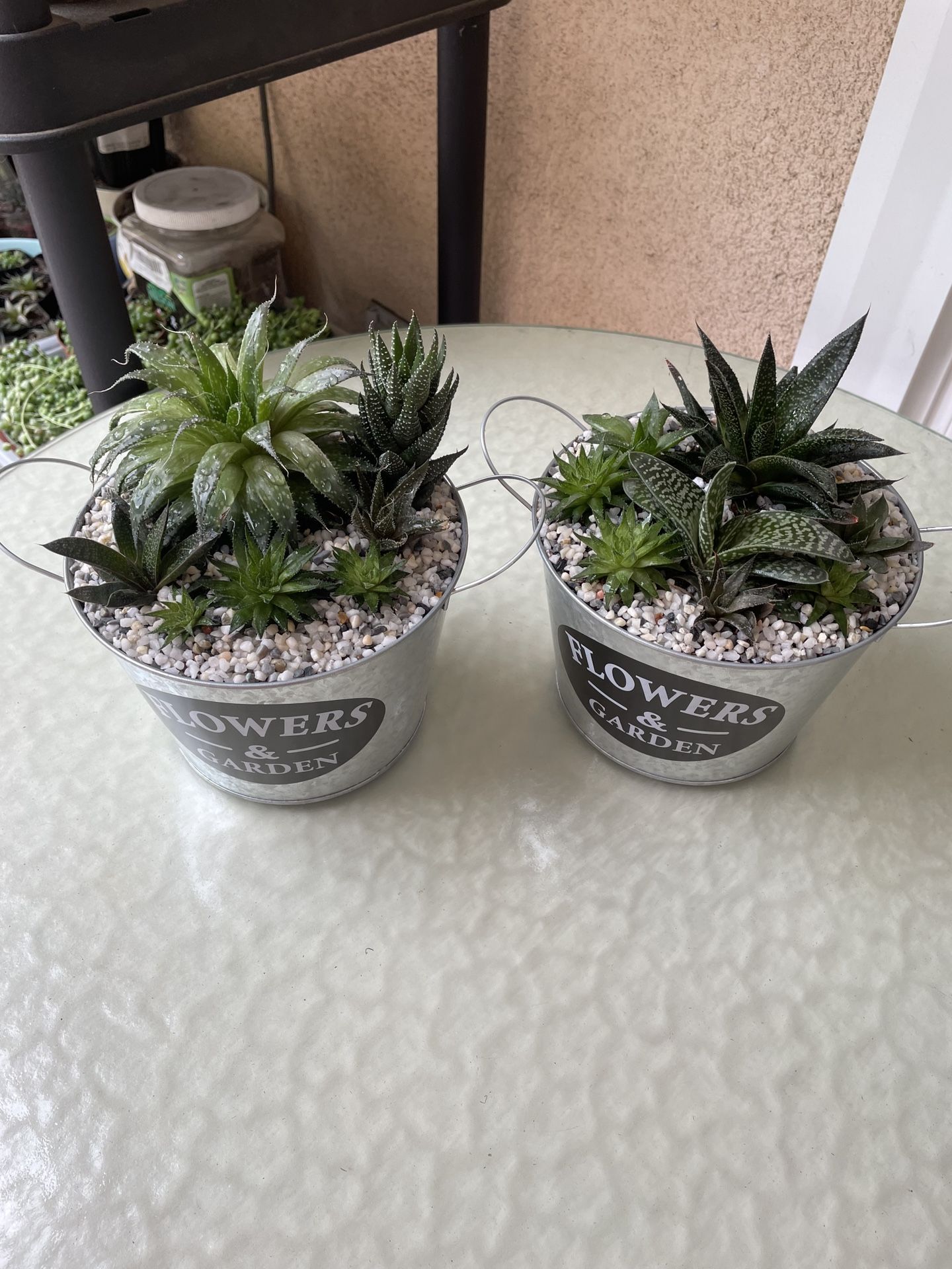 Succulent plant arrangement