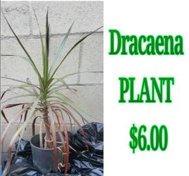 Small dracaena Plants