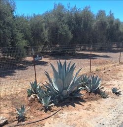 Agave azul