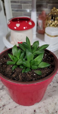 Succulent