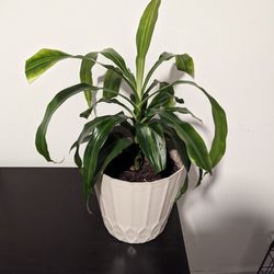 Plant (Dracaena?) With Pot