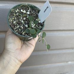 4” hoya serpens 