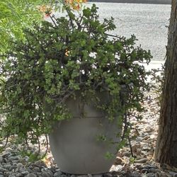 Large Elephant Ear Plant In 10” Pot