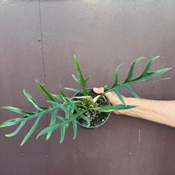 6” philodendron tortum wide form