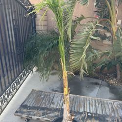 Queen Palm Tree