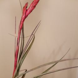 Blooming Airplant 