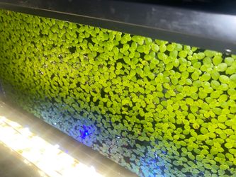 Duck weed aquatic plant