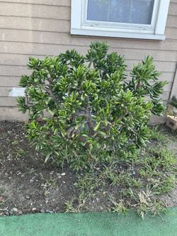 2 Large Succulents For Sale
